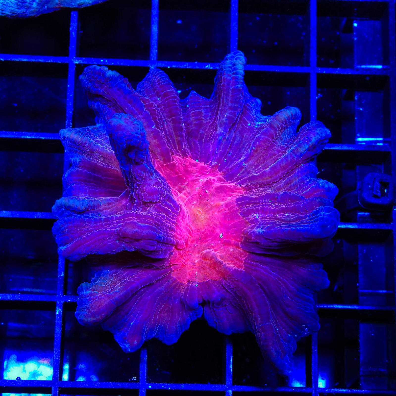 TSA Black Lotus Pectinia Coral
