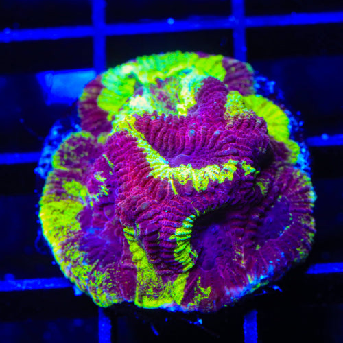 TSA Black Mamba Favia Coral