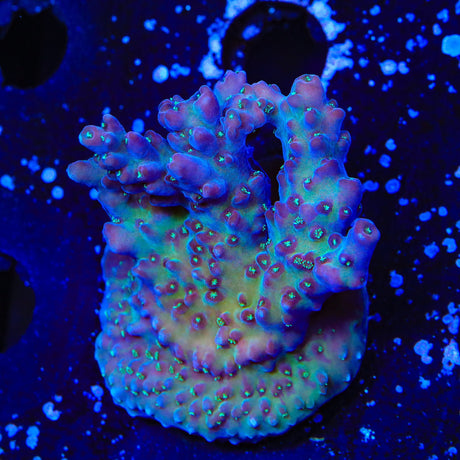 TSA Black Rose Acropora Coral