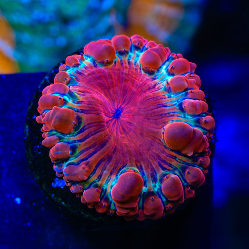 TSA Black Widow Blastomussa Coral