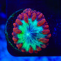 TSA Blastzone Blastomussa Coral