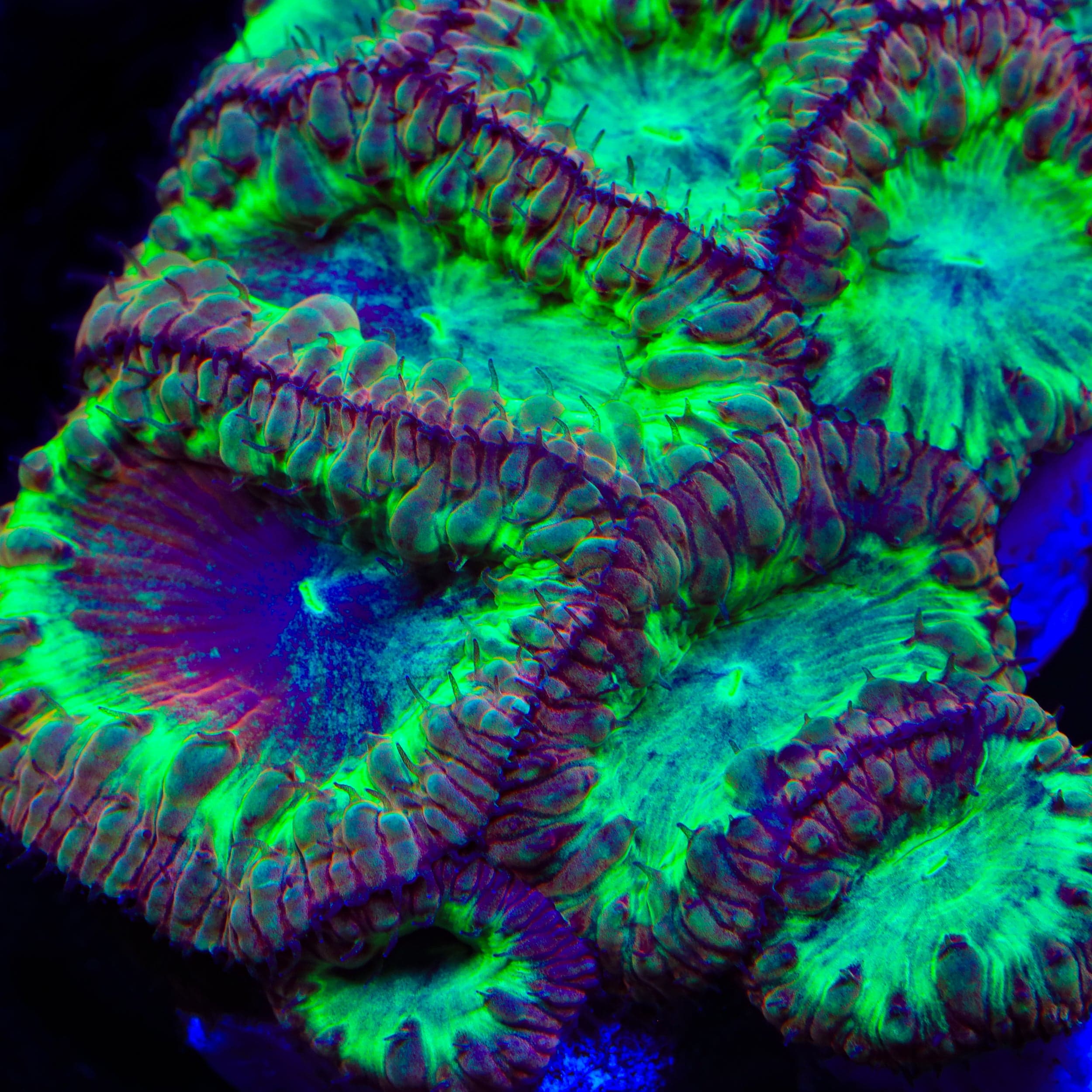 【2/22誕生日セール】PALMS CORAL STAR CSP-10620 Live Corals for Sale – Page 42 – Top Shelf Aquatics