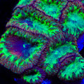 TSA Blazing Blastomussa Coral