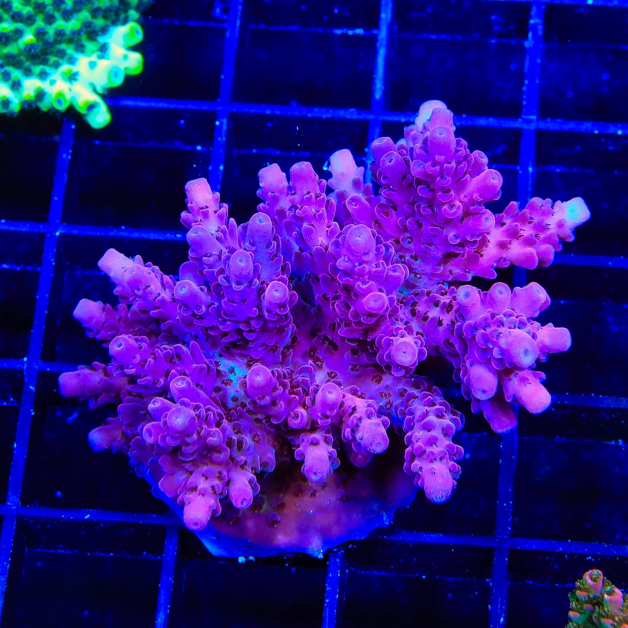 TSA Blood Spear Acropora Colony Coral