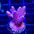 TSA Blood Spear Acropora Coral