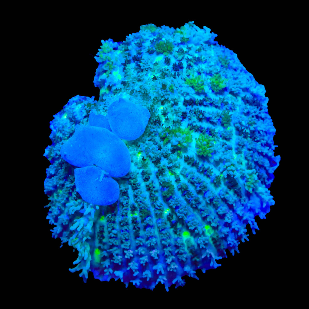 TSA Blue Balls Bounce Mushroom Coral