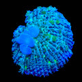 TSA Blue Balls Bounce Mushroom Coral