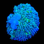 TSA Blue Balls Bounce Mushroom Coral