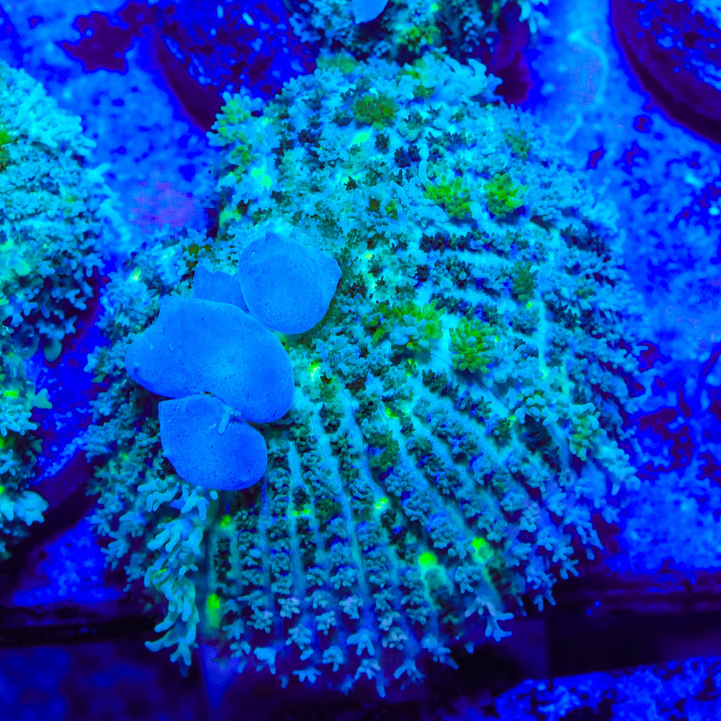 TSA Blue Balls Bounce Mushroom Coral