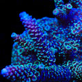 TSA Blue Devil Acropora Coral