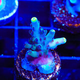 TSA Blue Flame Acropora Coral