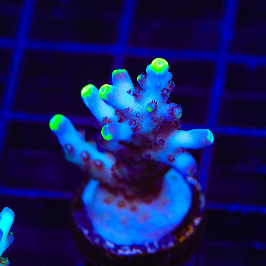 TSA Blue Flame Acropora Coral