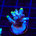 TSA Blue Flame Acropora Coral
