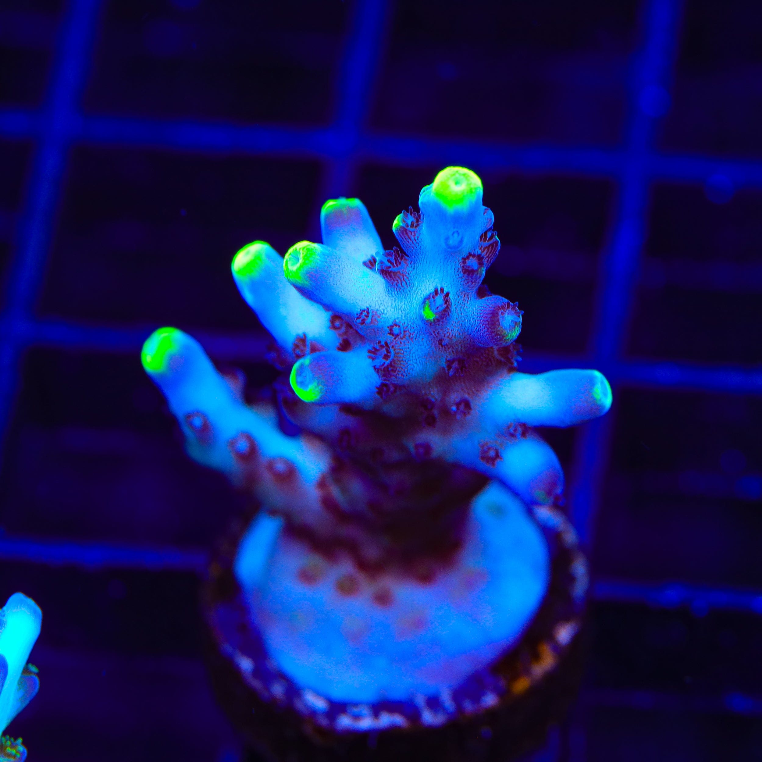 TSA Blue Flame Acropora Coral