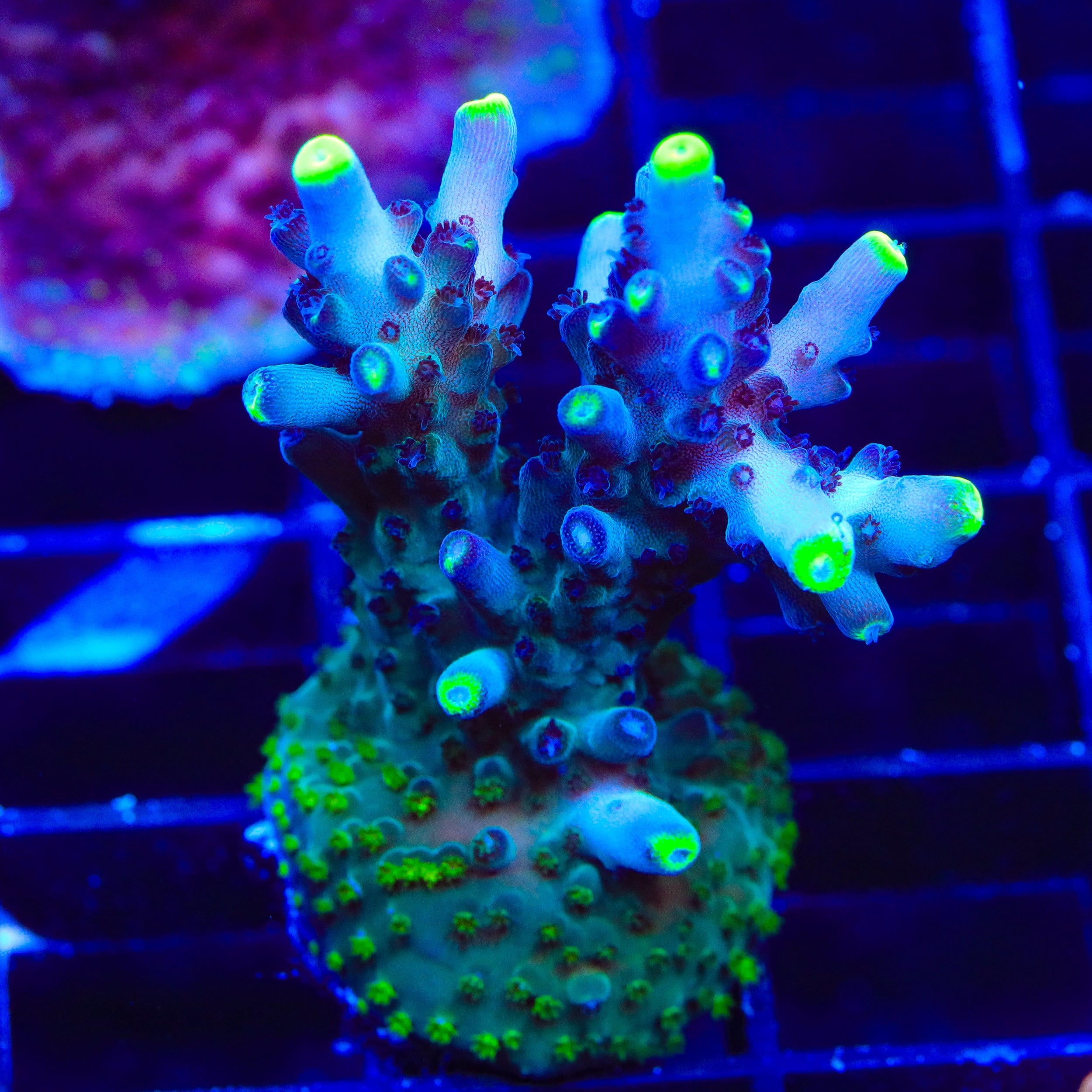 TSA Blue Flame Acropora XL Frag Coral