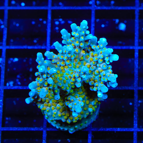 TSA Blue Ghost Acropora XL Frag Coral