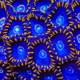 TSA Blue Hornet Zoanthids Coral