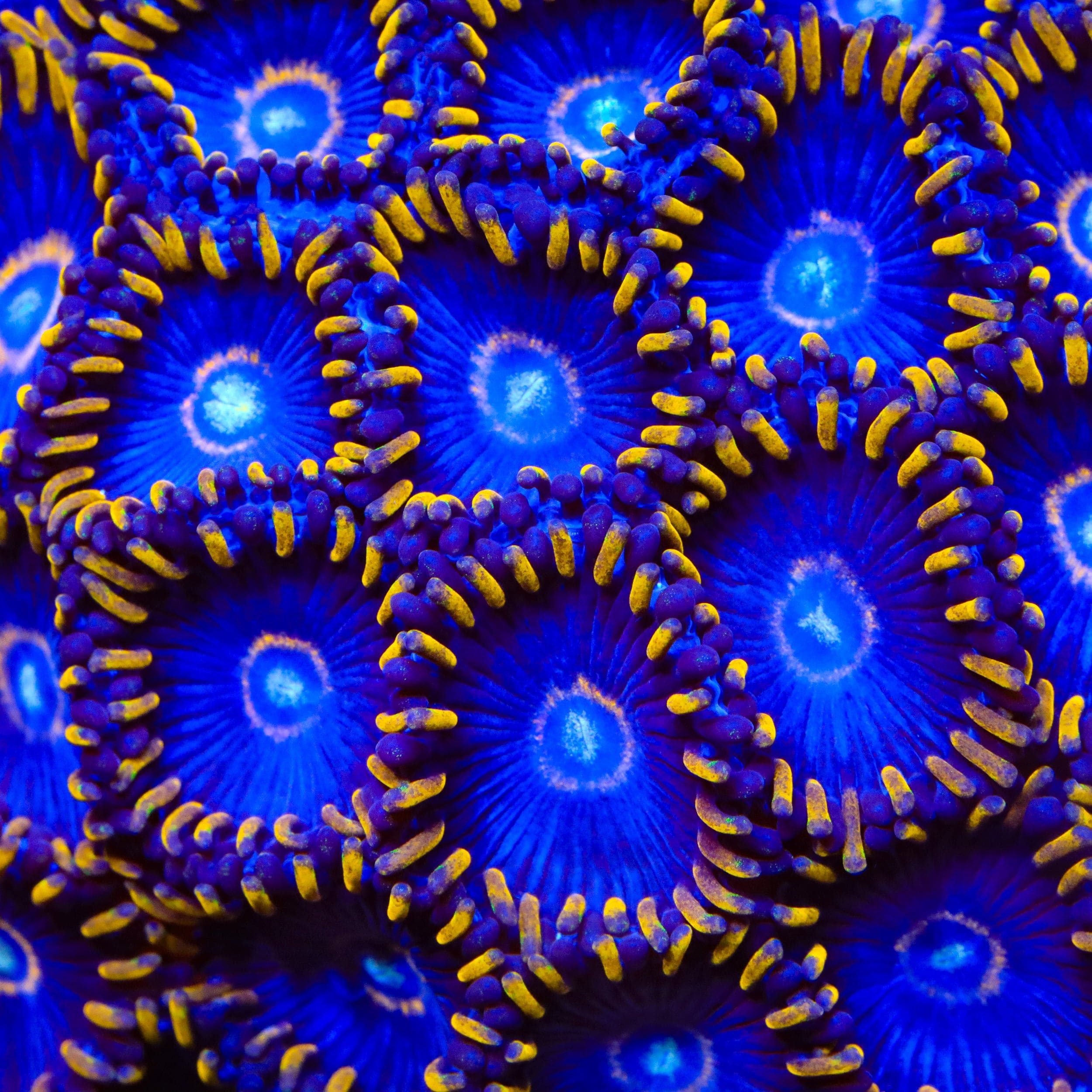 TSA Blue Hornet Zoanthids Coral