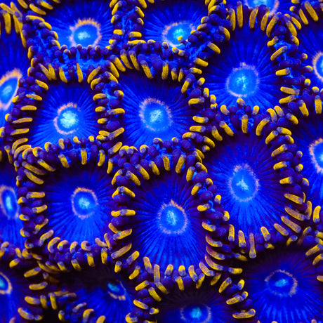 TSA Blue Hornet Zoanthids Coral