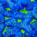 TSA Blueberry Haze Favia Coral