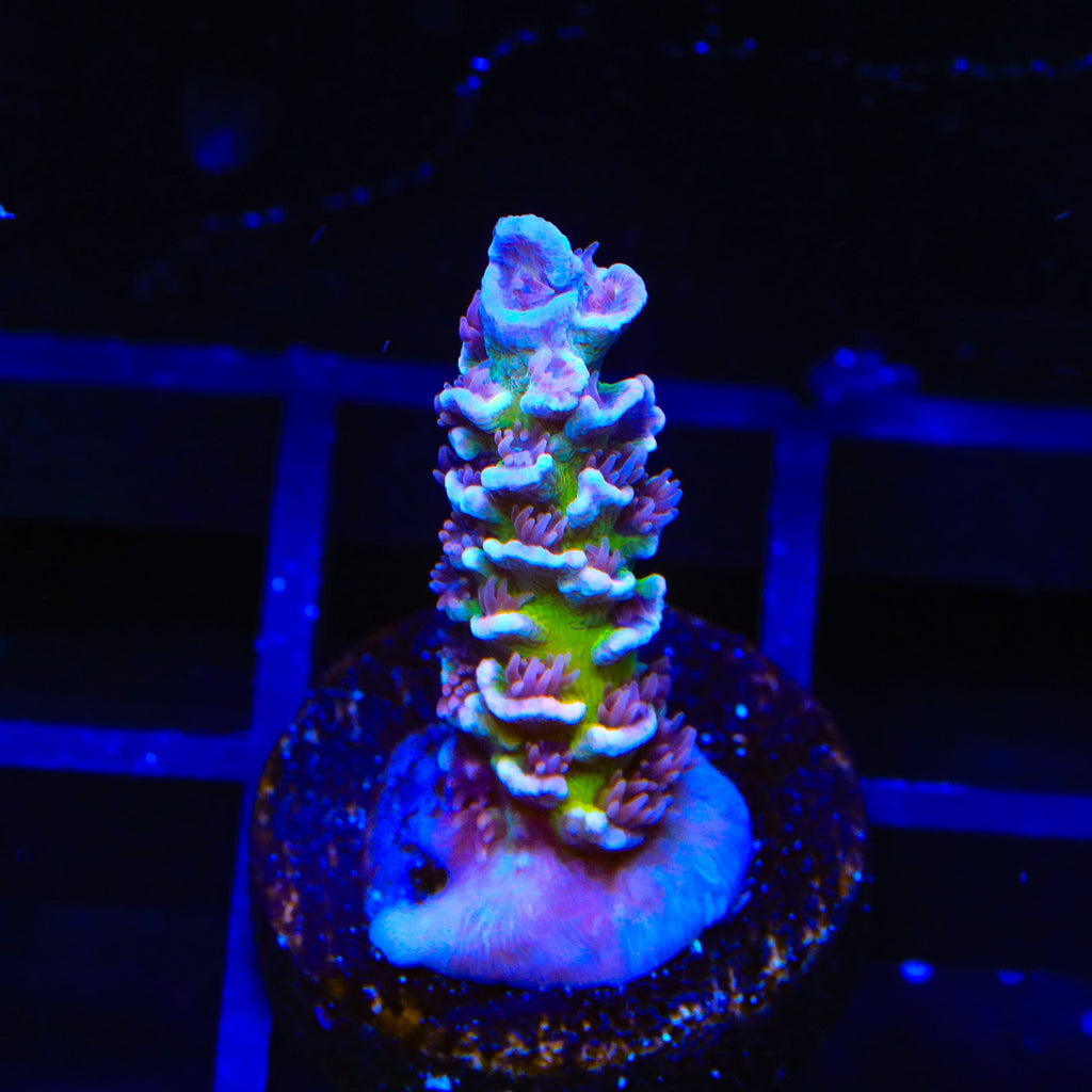 TSA Blueberry Mai Tai Tenuis Acropora Coral