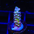 TSA Blueberry Mai Tai Tenuis Acropora Coral