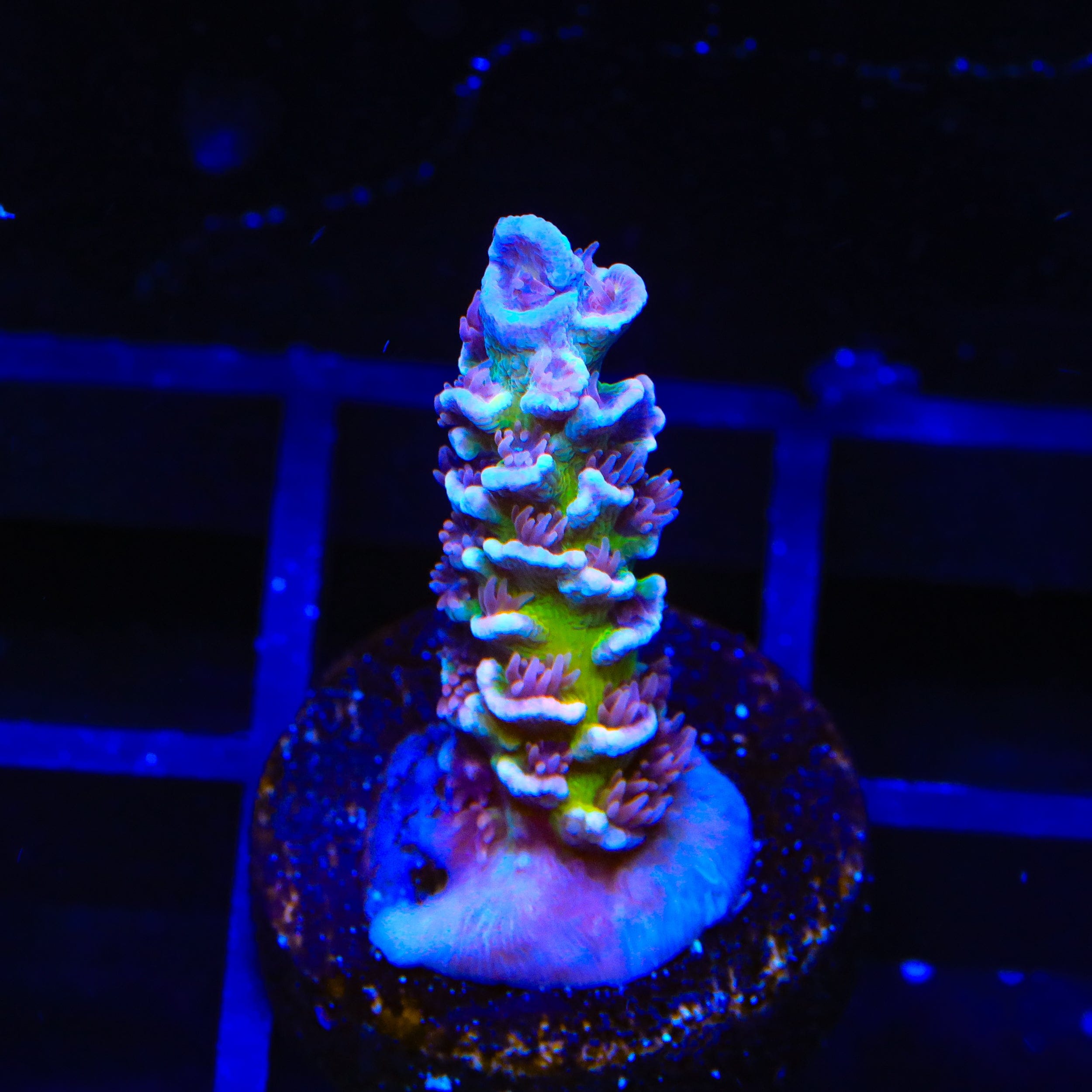 TSA Blueberry Mai Tai Tenuis Acropora Coral