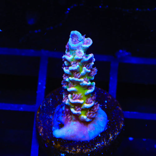 TSA Blueberry Mai Tai Tenuis Acropora Coral