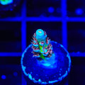 TSA Blueberry Mai Tai Tenuis Acropora Coral
