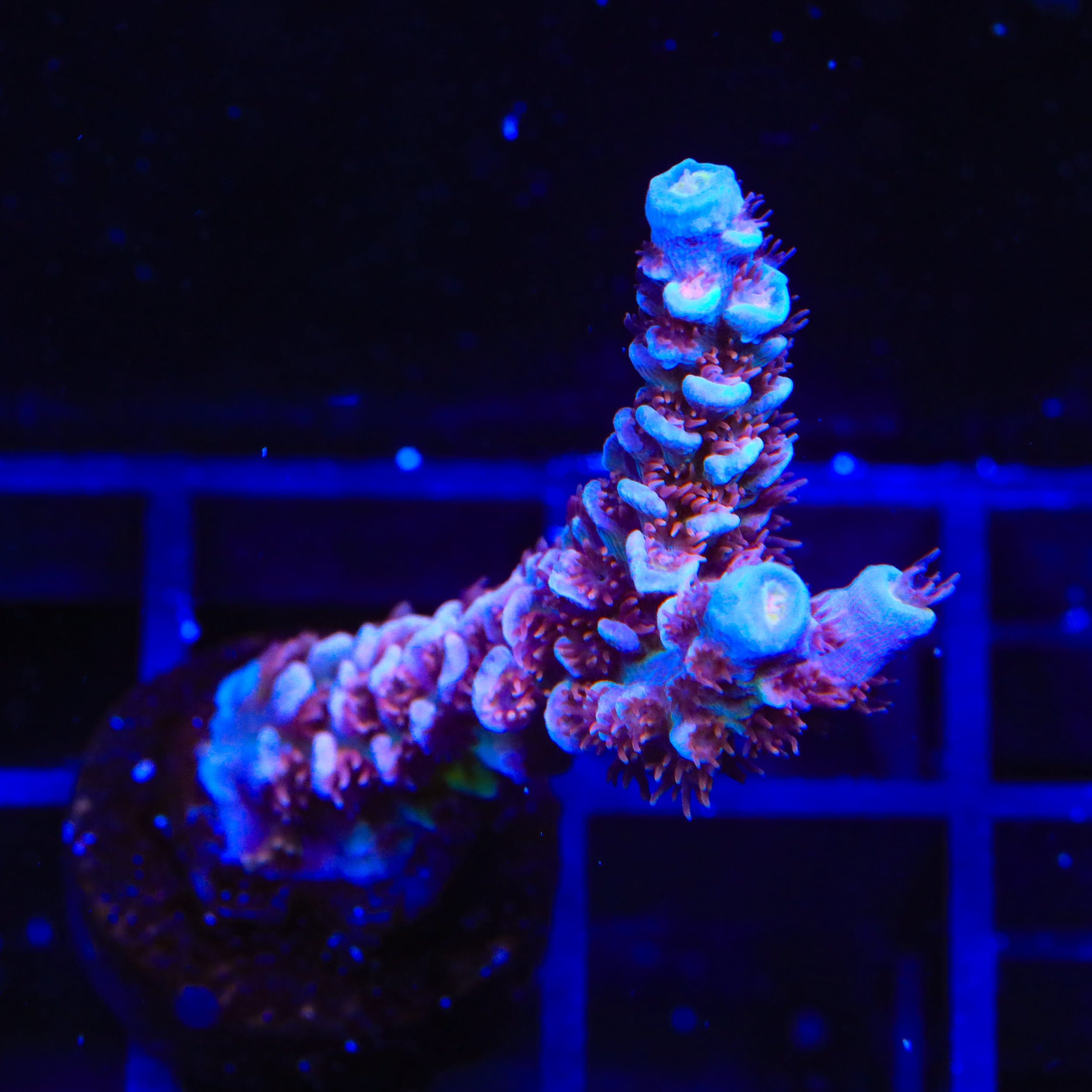 TSA Blueberry Mai Tai Tenuis Acropora XL Frag Coral