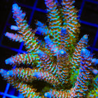 TSA Blueberry Mai Tai Tenuis Acropora XL Frag Coral