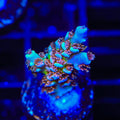 TSA Blueberry Mai Tai Tenuis Acropora XL Frag Coral