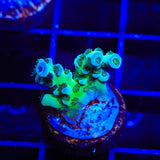 TSA Blueberry Sarmentosa Acropora Coral