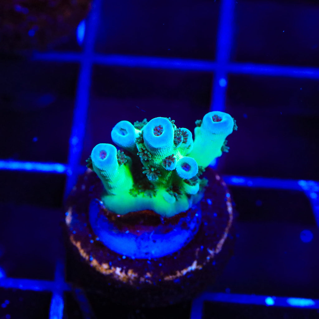 TSA Blueberry Sarmentosa Acropora Coral