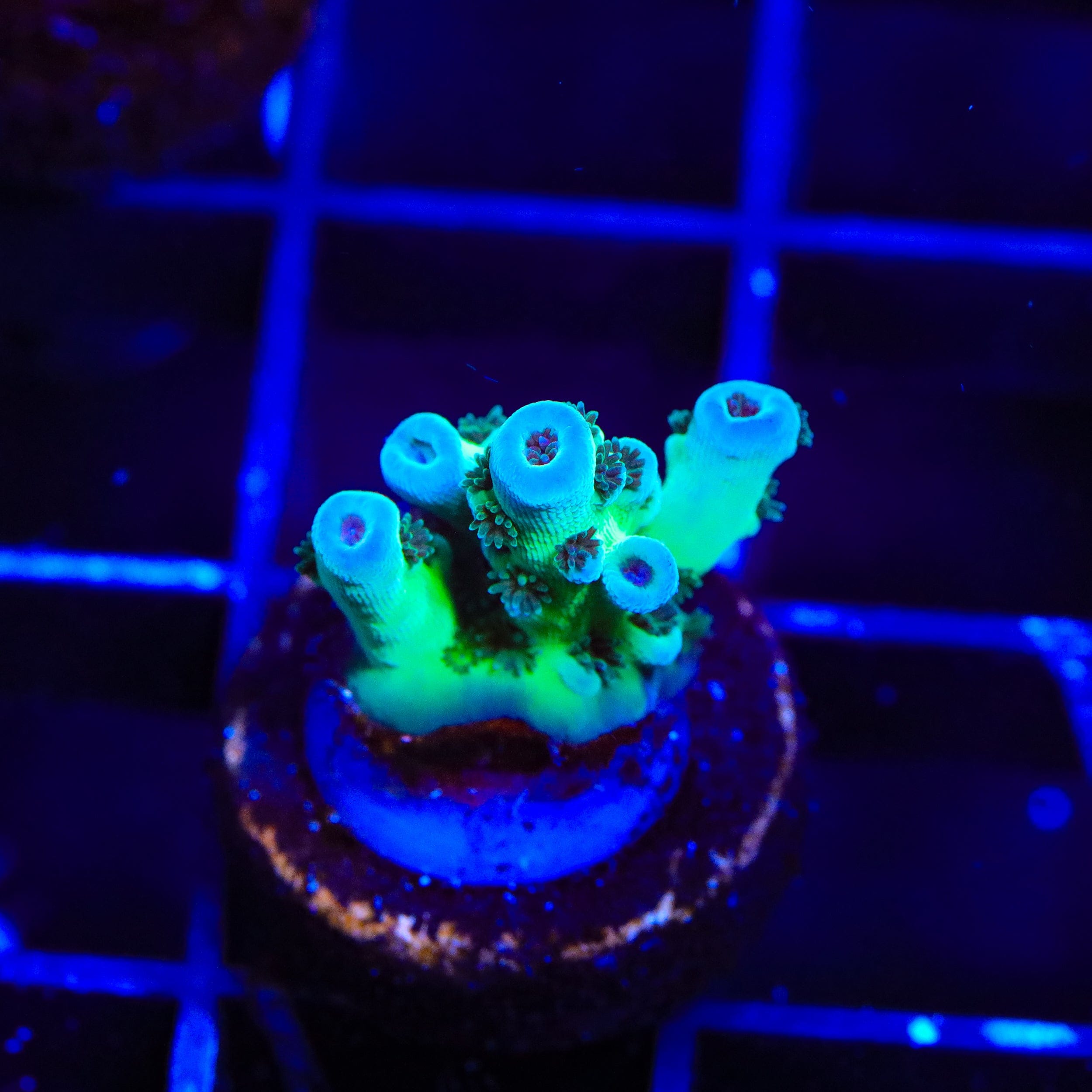 TSA Blueberry Sarmentosa Acropora Coral