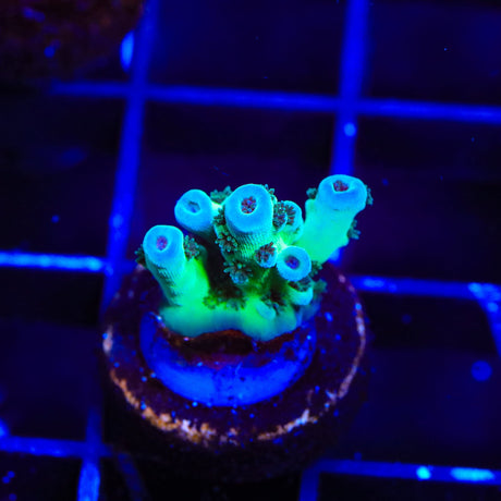 TSA Blueberry Sarmentosa Acropora Coral