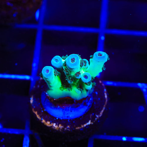 TSA Blueberry Sarmentosa Acropora Coral