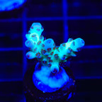 TSA Blueberry Sarmentosa Acropora Coral
