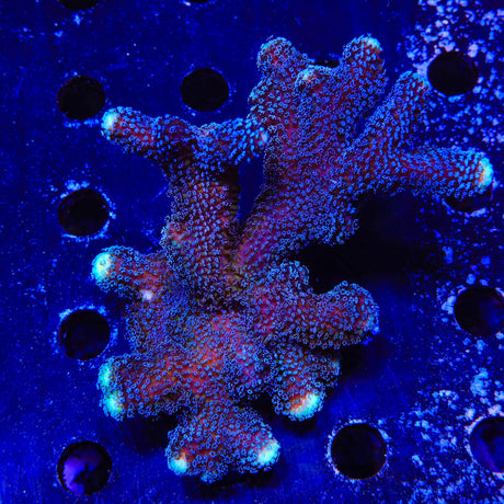 TSA Blueberry Stylophora Colony Coral
