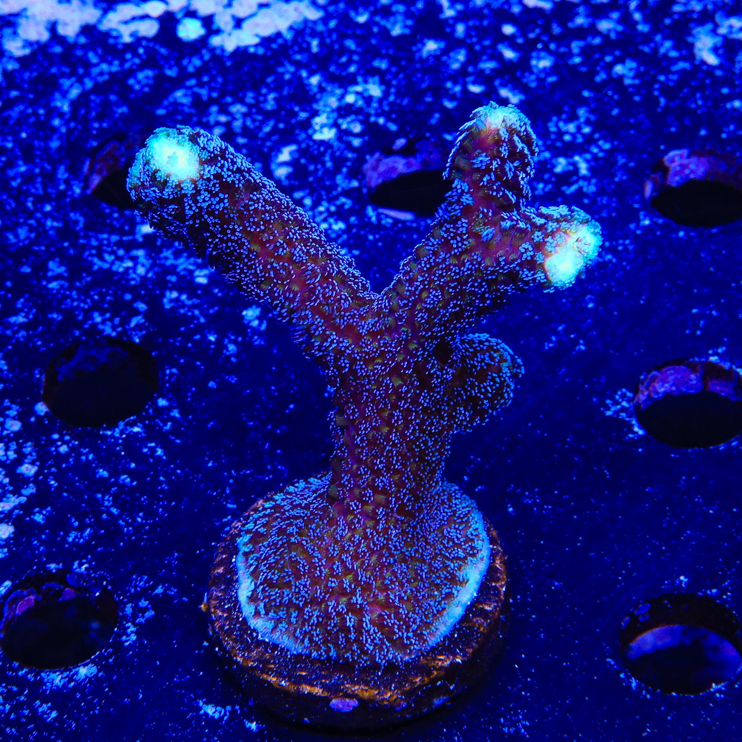 TSA Blueberry Stylophora XL Frag Coral