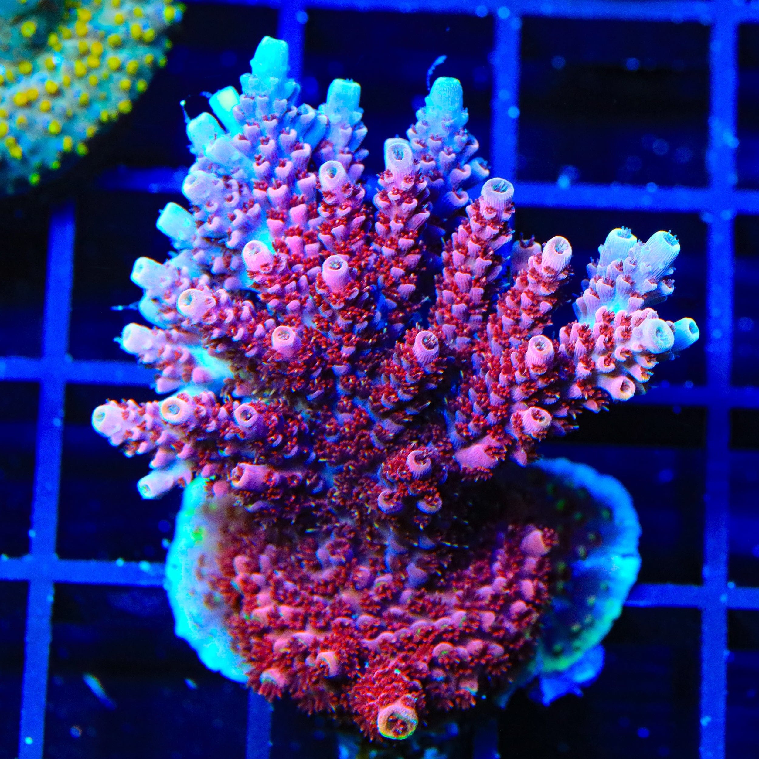 TSA Bo Katan Acropora Colony Coral