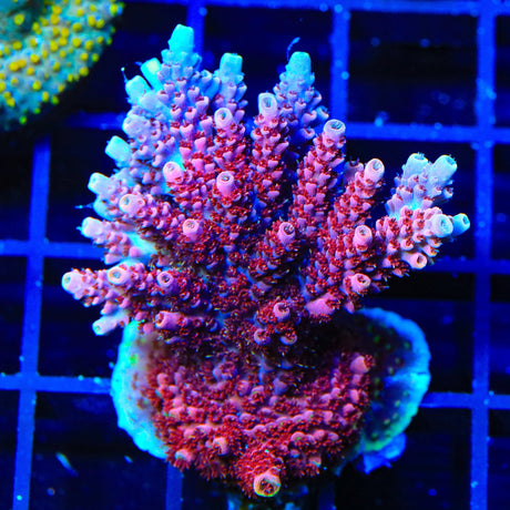 TSA Bo Katan Acropora Colony Coral
