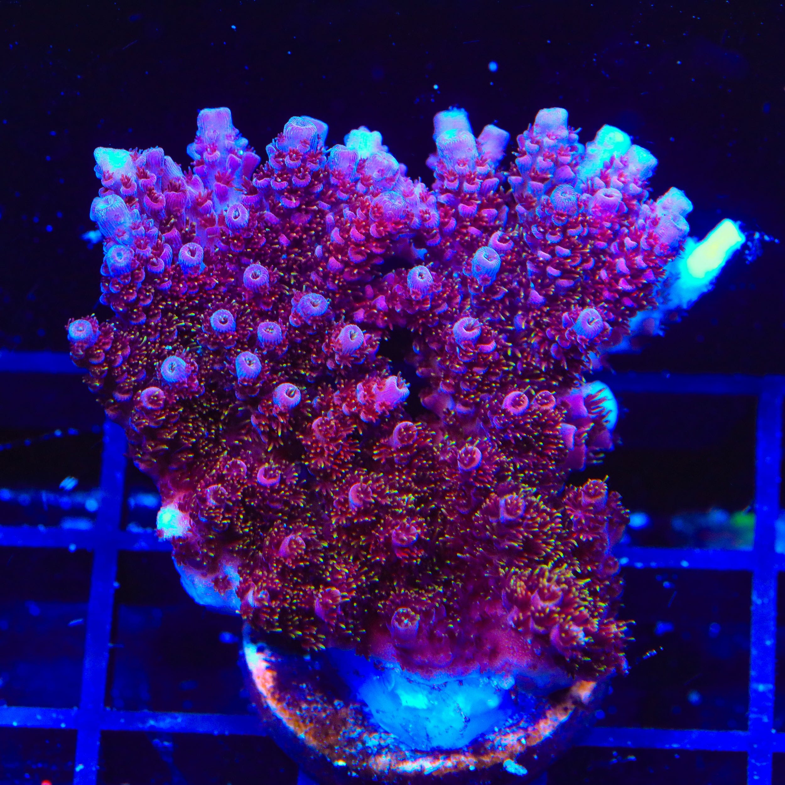 TSA Bo Katan Acropora XL Frag Coral