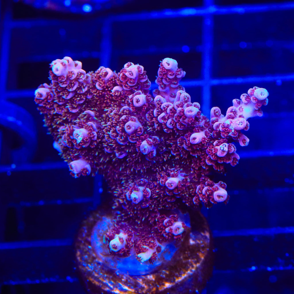 TSA Bo Katan Acropora XL Frag Coral