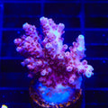 TSA Bo Katan Acropora XL Frag Coral