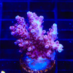 TSA Bo Katan Acropora XL Frag Coral