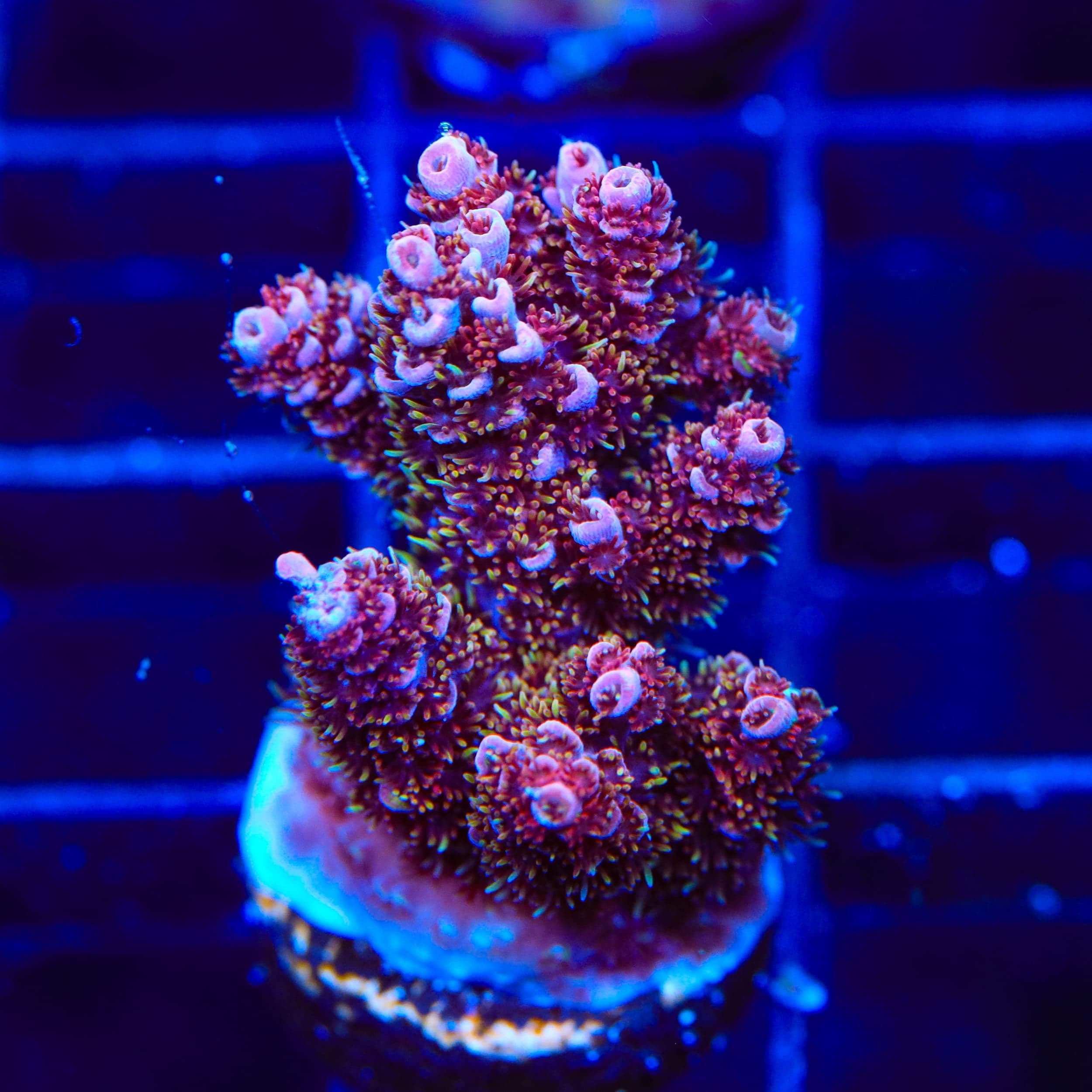 TSA Bo Katan Acropora XL Frag Coral