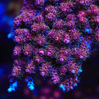 TSA Bo Katan Acropora XL Frag Coral