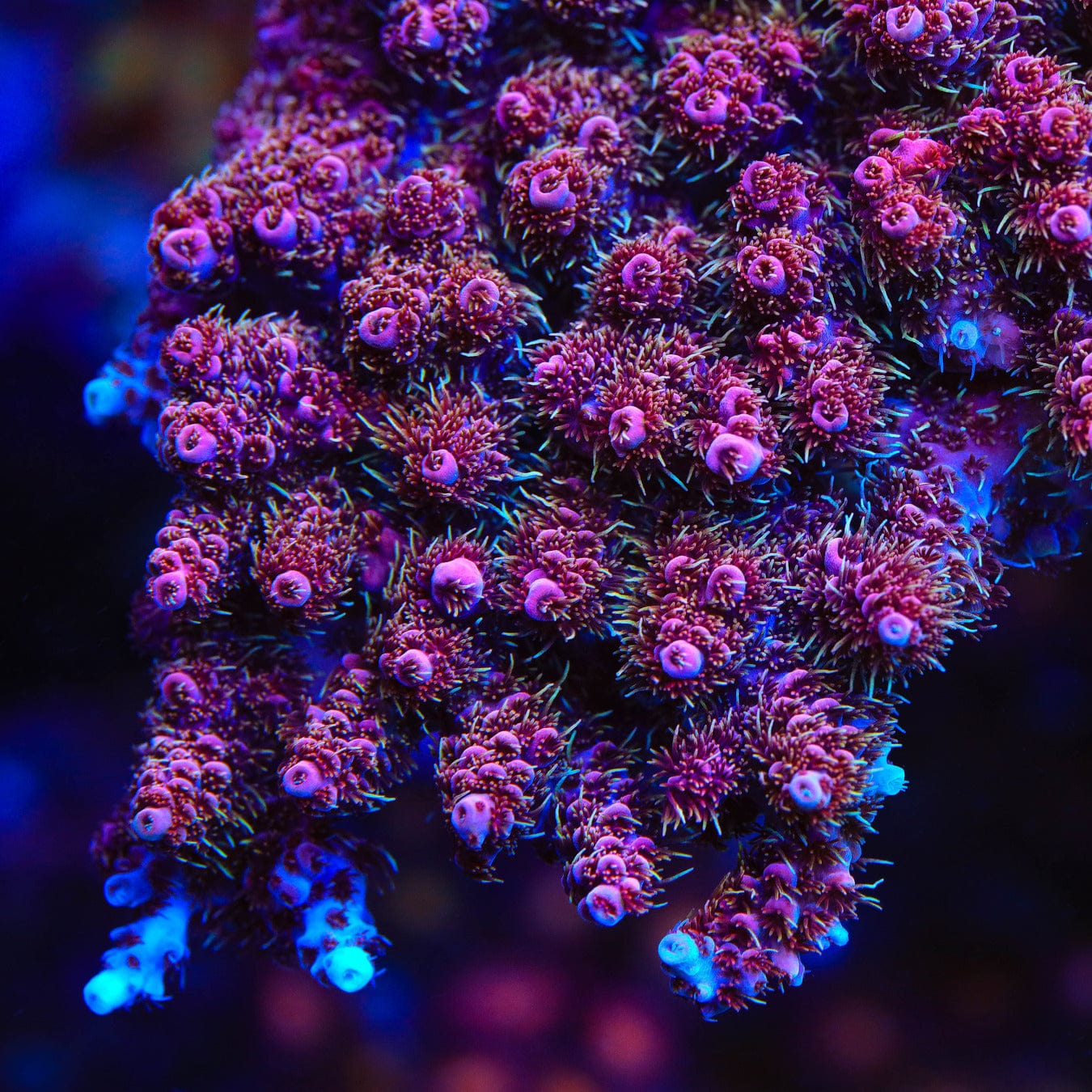 TSA Bo Katan Acropora XL Frag Coral