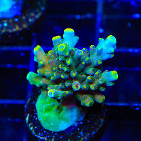 TSA Bollywood Acropora Coral